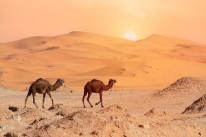 Lee más sobre el artículo 7 días desde Fez a Marrakech y Essaouira a través del desierto